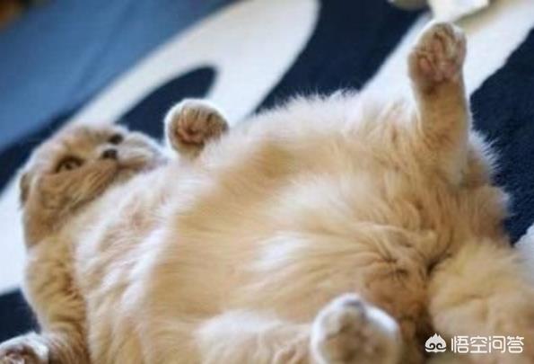 猫发情 叫声:俗称的“猫叫春”是什么？