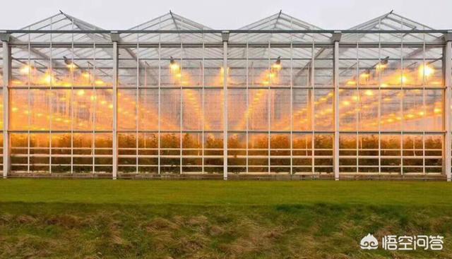 头条问答 使用大棚补光灯真的可以提高产量吗 爱玩山的回答 0赞