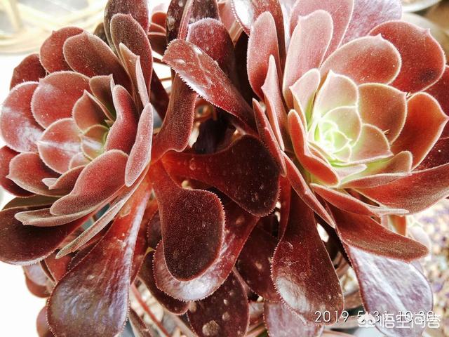 欧紫和韶羞的区别是什么？