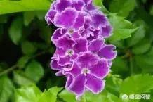 盆栽的花,什么花开的又漂亮闻起来又香？