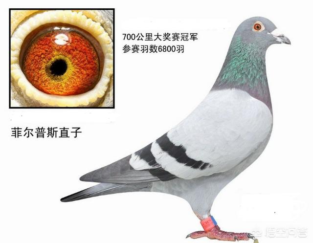 工商银行近亲繁殖:如果世上仅剩一对男女，他们还能繁衍下去吗？为什么？