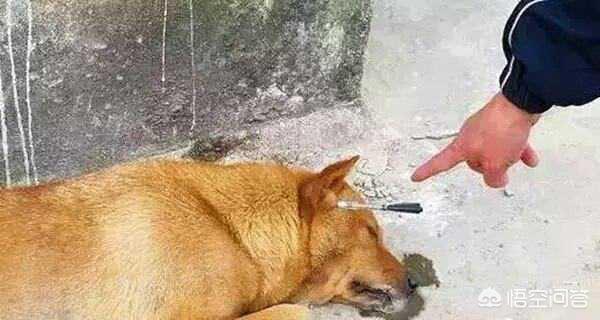 河南母狗寻主:为什么狗狗会喜欢舔主人的脸（特别是嘴巴）？