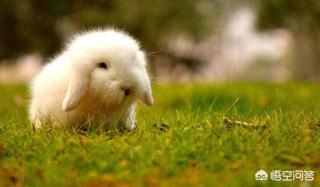 垂耳兔的图片:垂耳兔如何饲养的几个小问题？
