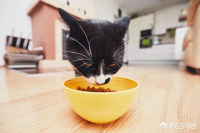 给英短吃的猫饭:异短怀孕了需要补充营养吗？