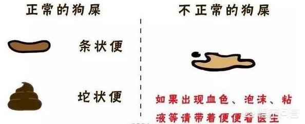 狗狗健康检查包括哪些:不想总带狗狗上医院体检，日常怎么观察狗狗是否保持健康呢？