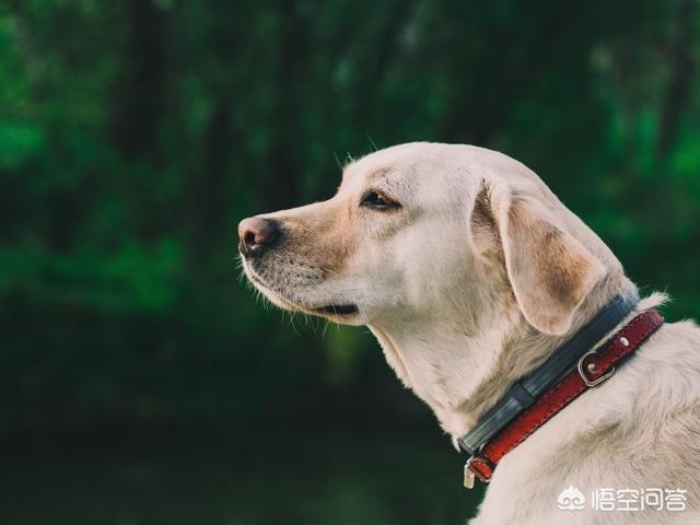 狗语翻译器:谁知道狗狗的翻译器怎么使用啊？