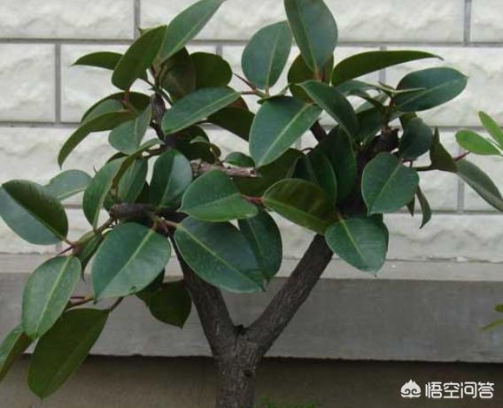 橡皮树图片:怎样让橡皮树常年碧绿？叶片紧凑一点？