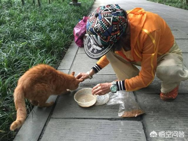 流浪小猫吃什么:喂流浪猫吃什么猫粮 喂食物给流浪猫吃是好事还是坏事？