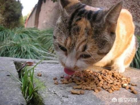 流浪小猫吃什么:喂流浪猫吃什么猫粮 喂食物给流浪猫吃是好事还是坏事？