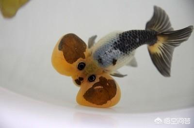 水泡金鱼的饲养方法:金鱼中的水泡怎么挑选，怎样才能养好呢？