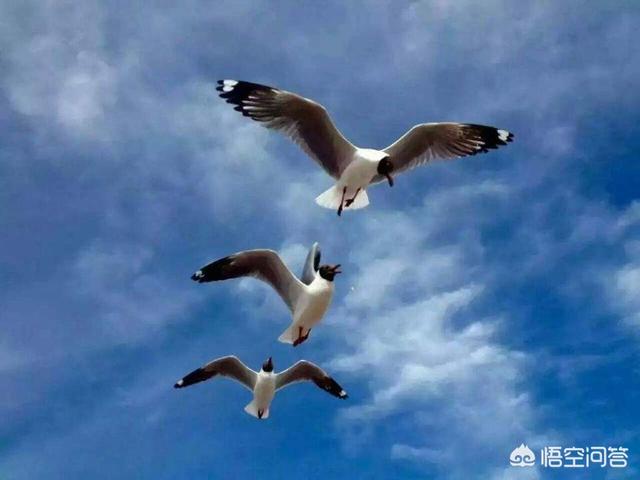 双子座的男生性格分析,从性格分析上，双子男吃哪一套？