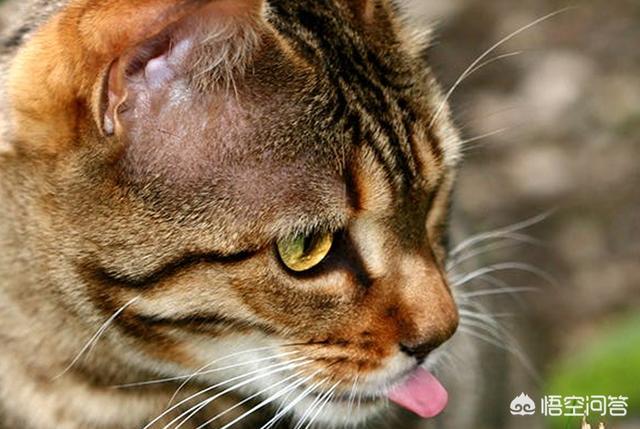 猫咪血尿可自己好么:加菲猫尿尿出血可以治愈吗？