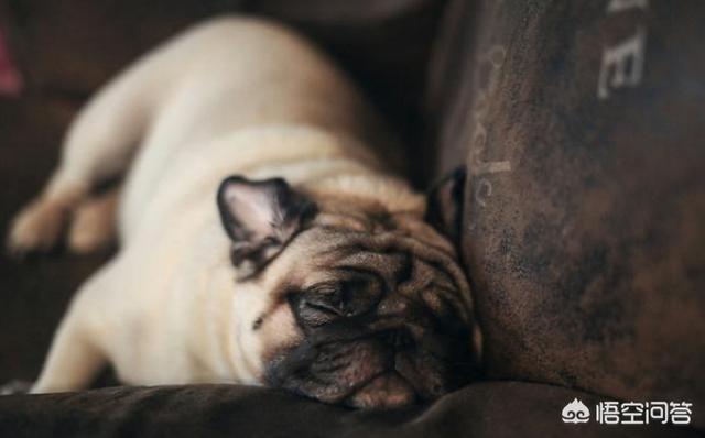 八哥犬图片:买巴哥犬时，哪几种巴哥犬白送都不能要？