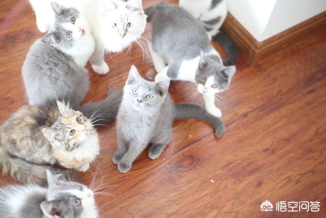 蓝猫:家里有一只蠢蠢的蓝猫是种怎样的体验？ 蓝猫英短