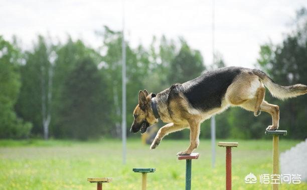 适合看家护卫的小型犬有哪些:哪种狗最忠诚护主，又不用训练，适合新手饲养？ 看家护院小型犬什么犬种最好