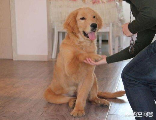 金毛犬性格好不好:一条狗性格好不好主要看哪几个方面？ 金毛犬的性格