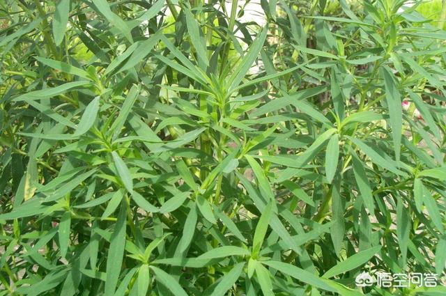 头条问答 - 如何根除扫把苗?(8个回答)