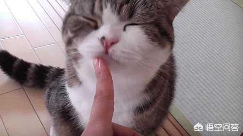 猫咪舔了皮特芬:小猫肚子上起藓怎么处理？