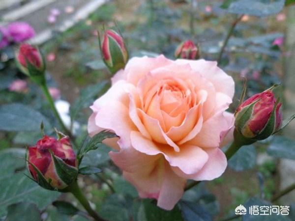 vents月季花品种介绍及图片:安德烈月季怎么样？如何养？
