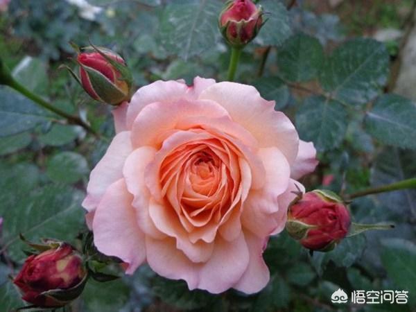 vents月季花品种介绍及图片:安德烈月季怎么样？如何养？