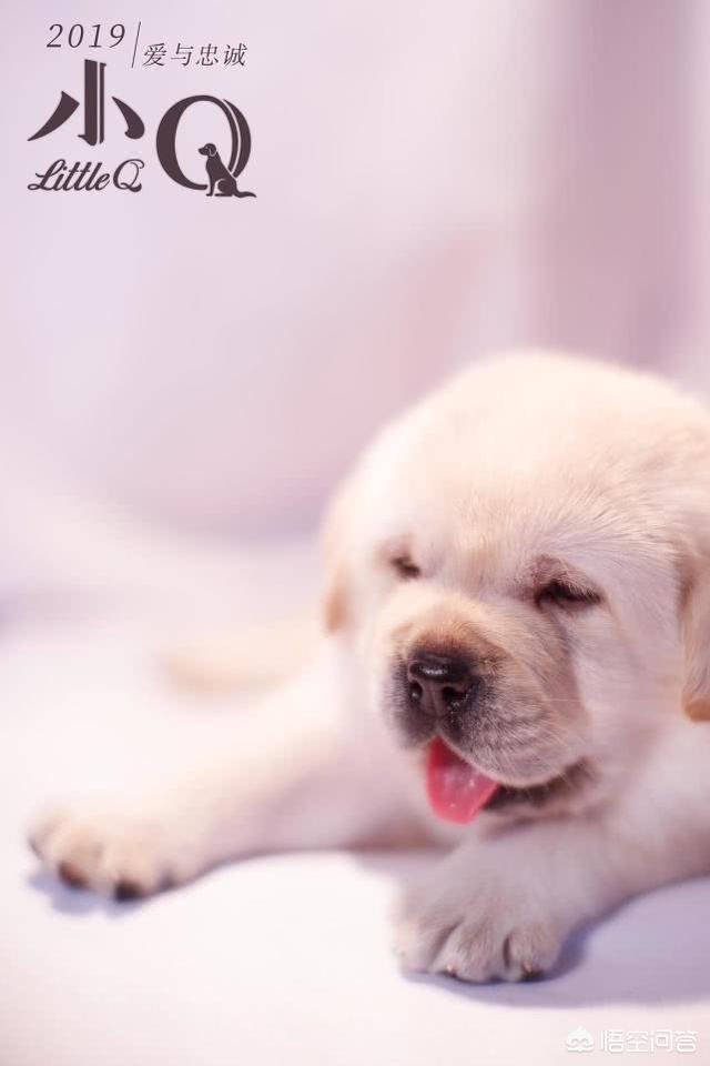 导肓犬小q在线观看:如何评价任达华主演的导盲犬电影《小Q》？