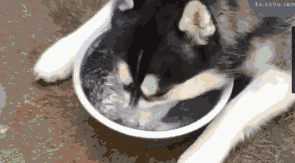 鹰叭犬王大帝多少钱一个:如果城里只能养一种犬。你希望是哪种犬？为什么？