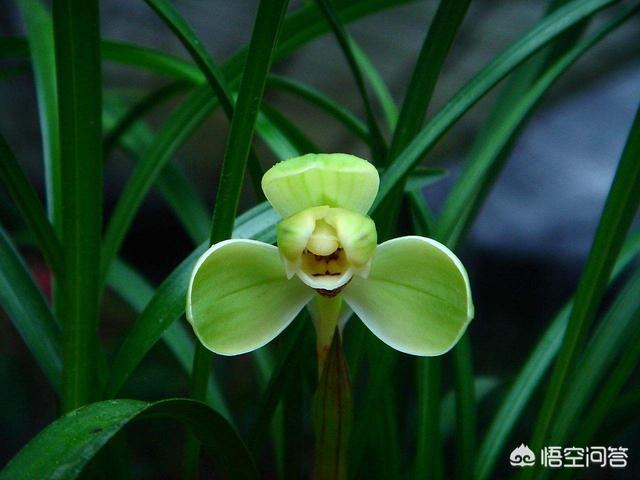 头条问答 你认为牡丹与樱花哪个更适合做国花 梅花 兰花也参与投票 你投给哪一种花 51个回答