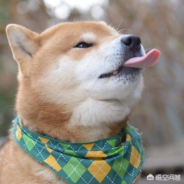 日本俊介君是什么狗:俊介君是什么品种的狗 柴犬和土狗的区别是什么？