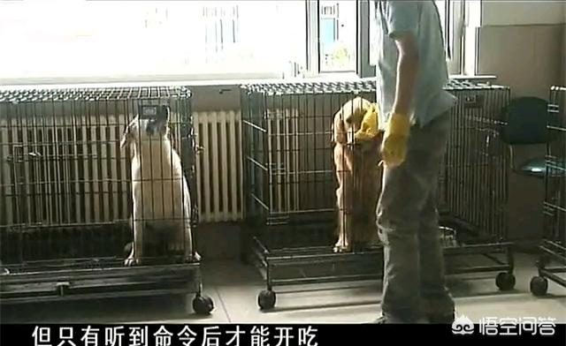 导盲犬小q粤语百度云:如何评价日本电影《导盲犬小Q》？ 导盲犬小q国语版百度云