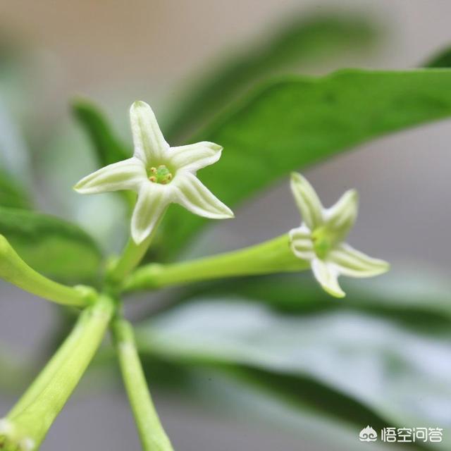 家里万万不要养这3种花,卧室不适合摆放什么花卉？