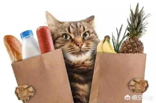 狗宠物零食加工:为什么现在的一些宠物狗宠物猫只能吃猫粮狗粮？ 狗狗宠物零食工厂
