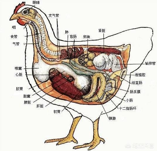 鸟的祖先图片:母鸡是如何“受孕”的？为何母鸡在没有受精的情况下也能产蛋？