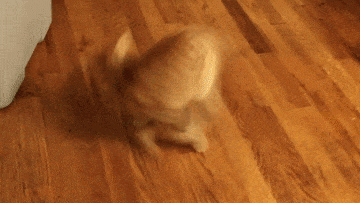 猫咪猎手:猫为什么咬尾巴兜圈子，还要发出叫声？