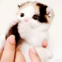 猫咪猎手:猫为什么咬尾巴兜圈子，还要发出叫声？