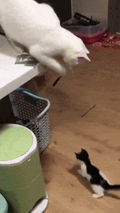 猫咪猎手:猫为什么咬尾巴兜圈子，还要发出叫声？