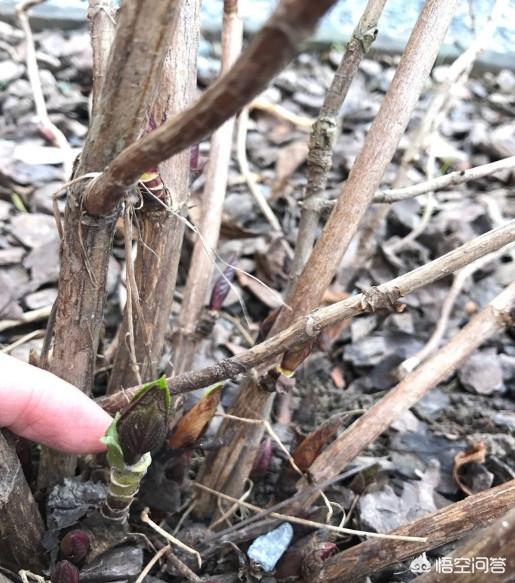 绣球狗长什么样子:绣球花养多长时间开花呀？ 绣球狗是什么品种