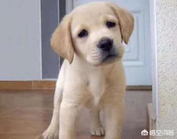 成年拉布拉多犬价格:买一只纯种拉不拉多犬大概多少钱啊？
