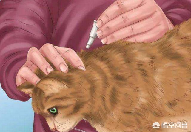宠物医生手册免费阅读:猫的泪痕让毛变橙色，猫咪泪痕怎么擦的干净？ 宠物医生手册电子版