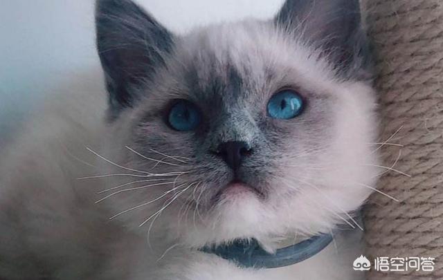 宠物医生手册免费阅读:猫的泪痕让毛变橙色，猫咪泪痕怎么擦的干净？ 宠物医生手册电子版
