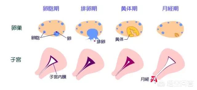 怎么样知道自己排卵了,能不能在家里自己测排卵？