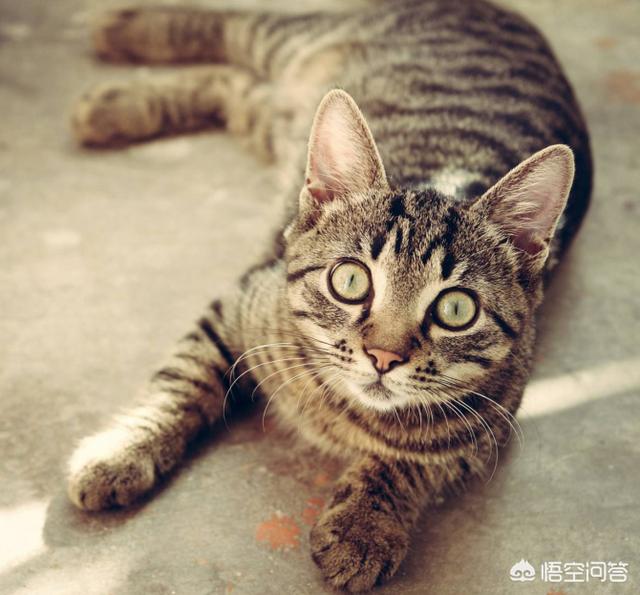 猫粮狗粮制作机器:为什么现在的一些宠物狗宠物猫只能吃猫粮狗粮？