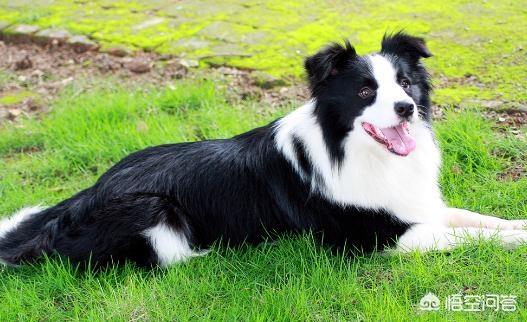 白金汉宫边境牧羊犬:家里有小孩可以养边牧吗？