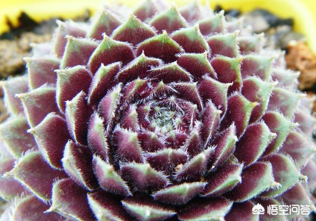 紫牡丹是长生草属吗:我的多肉紫牡丹这是要开花了吗？开花后会不会死？应该怎么办？