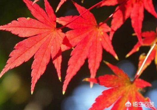 观叶植物:观叶植物的叶子为啥长不大？
