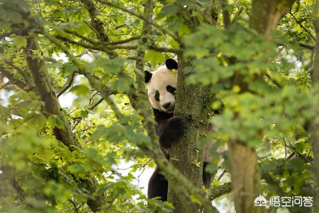 四川大熊猫误入水电站落水:旅居英国的大熊猫“阳光”最近遭到电击！这是怎么回事？