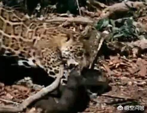 亚马逊河杀手排行榜:森蚺那样的动物，天敌是什么？