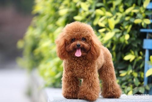 比较好养的小型犬有哪些:哪一种小型犬适合孩子养？