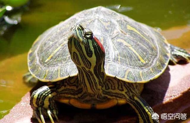 巴西龟为什么不能放生，家养十年巴西龟，不想要了怎么处理啊
