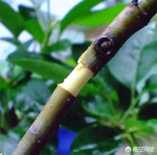 野生六月雪图片根大:六月雪如何种植和浇水，使用什么样的土和肥？