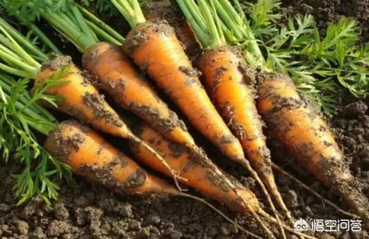 胡萝卜怎样种植能高产？